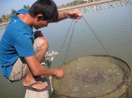 Cấp chứng chỉ hành nghề thú y thuỷ sản