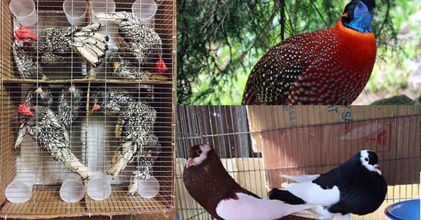 Cấp sổ theo dõi trại nuôi sinh sản, nuôi sinh trưởng, trồng cấy nhân tạo động thực vật hoang dã