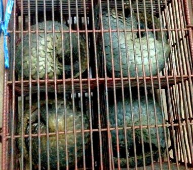 Cấp giấy phép vận chuyển đặc biệt khi vận chuyển ra ngoài tỉnh đối với động vật rừng và sản phẩm của chúng thuộc loại nguy cấp, quý, hiếm đã tịch thu sung quỹ Nhà nước.