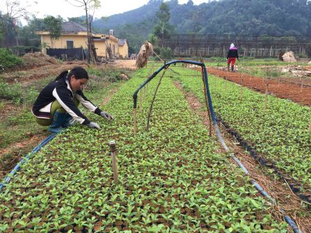 Cấp giấy chứng chỉ công nhận rừng giống chuyển hoá