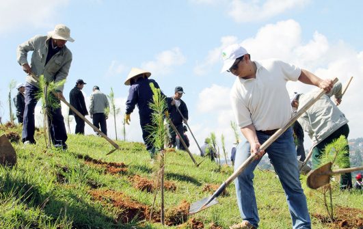 Thẩm định và phê duyệt hồ sơ thiết kế trồng rừng, chăm sóc rừng trồng.