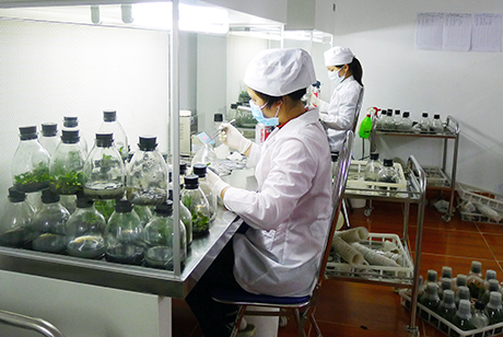 Cấp giấy chứng nhận đăng ký cơ sở trồng cấy thực vật nhân tạo hoang dã, quý, hiếm theo quy định tại nhóm I, II theo quy định của pháp luật Việt Nam không quy định tại các phụ lục của Công ước CITES (đối với thực vật là cây gỗ)
