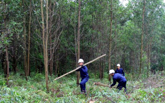 CÔNG NHẬN NGUỒN GIỐNG CÂY TRỒNG LÂM NGHIỆP