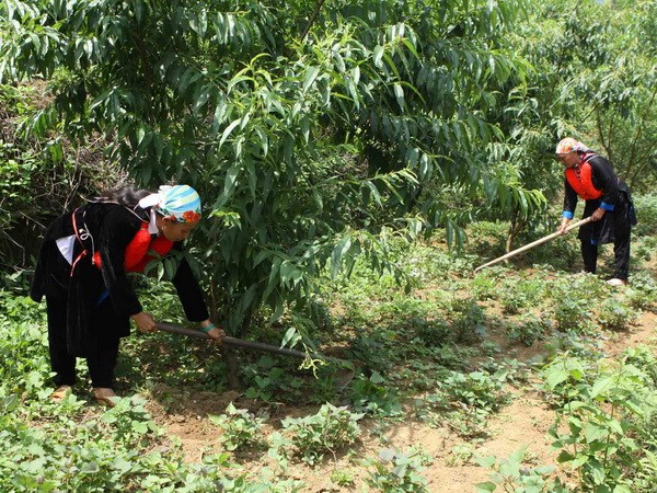 Trách nhiệm Nhà nước về đất ở, đất sản xuất nông nghiệp đối với đồng bào dân tộc thiểu số