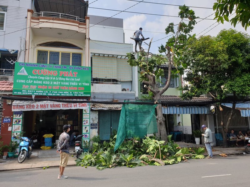 Thủ tục xin cấp giấy phép chặt hạ, dịch chuyển cây xanh